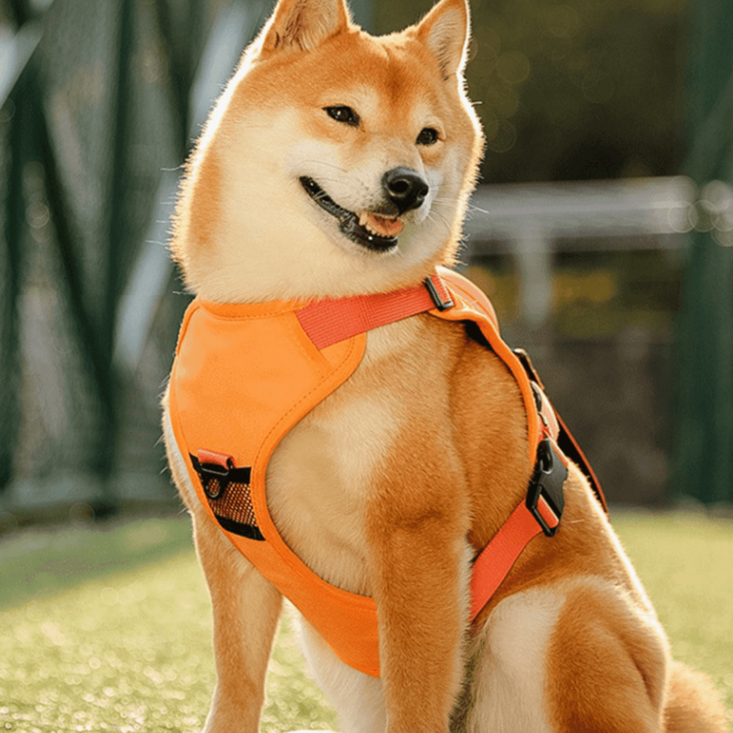 Rover Rituals | WalkEase Pro | All in one dog harness & leash
