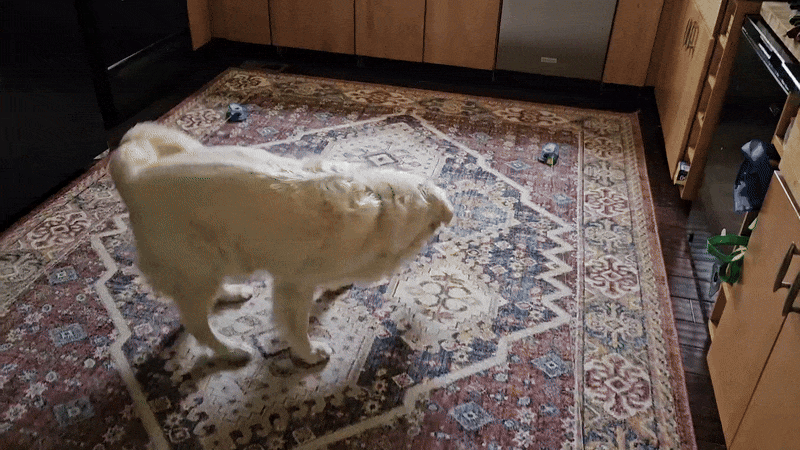 ChaseMate™ Automatic Remote Control Dog Chase Toy