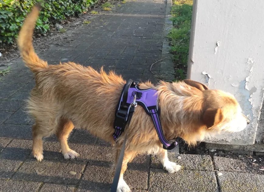 No Pull reflective dog harness