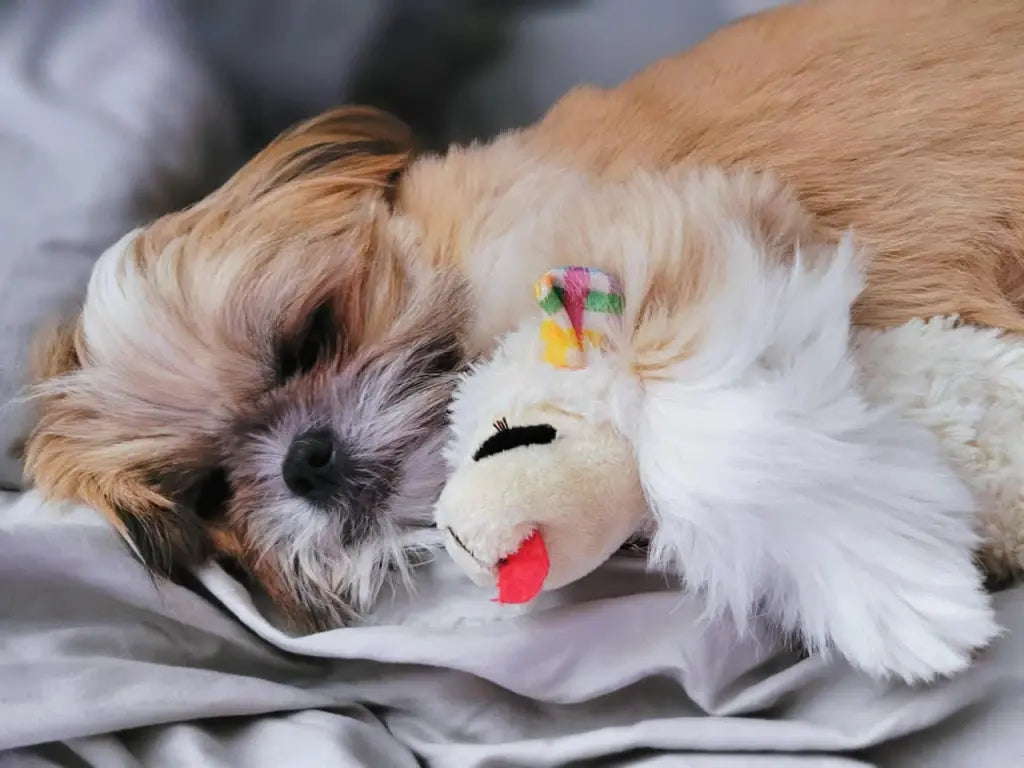 Rover Rituals | Plushy Lamb Buddy | Soft & Squeaky Plush Lamb Chop Dog Toy