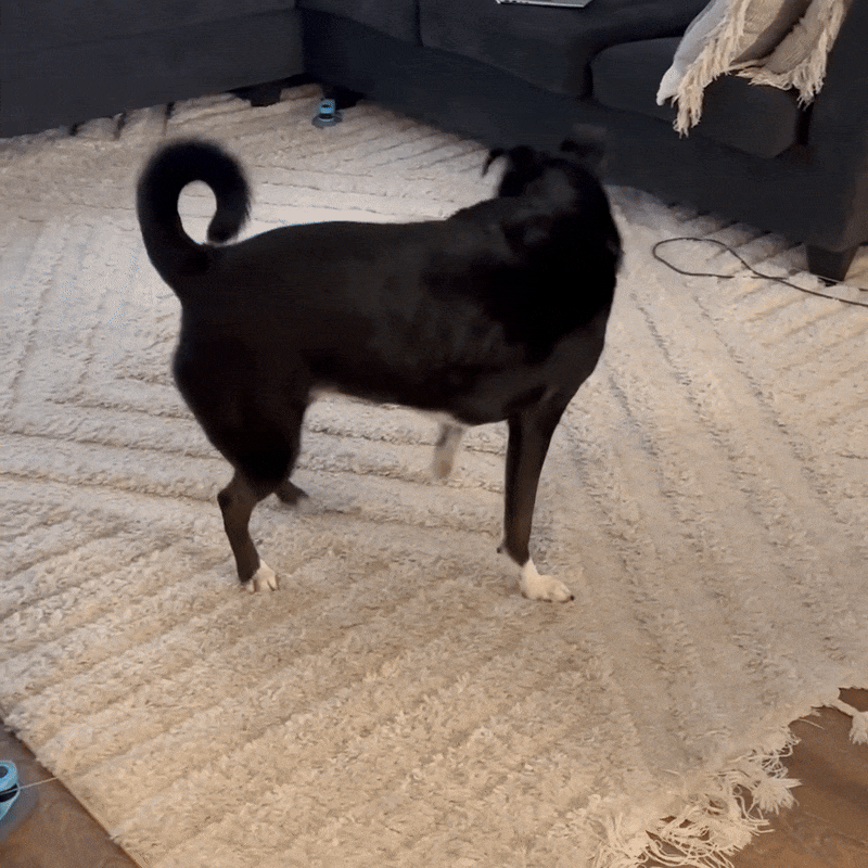 ChaseMate™ Automatic Remote Control Dog Chase Toy