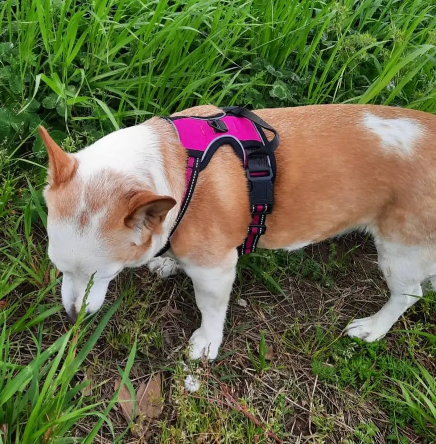 No Pull reflective dog harness