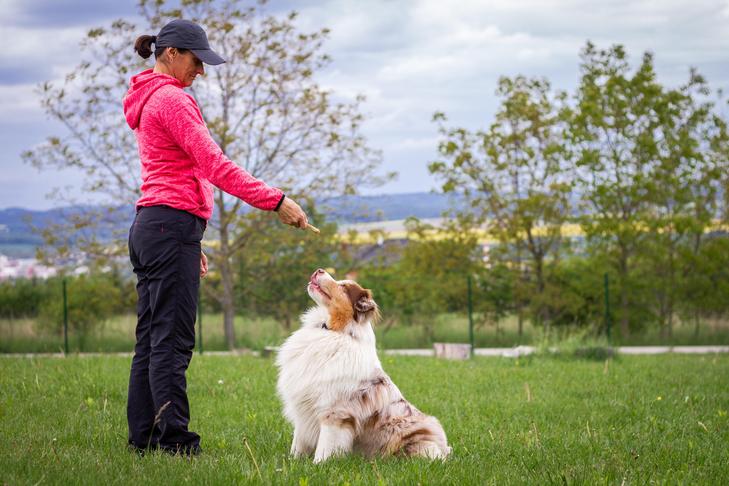 Rover Rituals | Dog Training Tips: How to teach basic commands for your dog