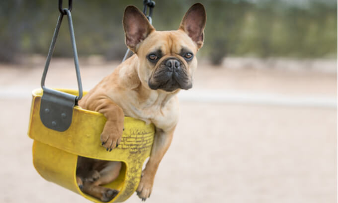 What Breed of Dog Should I Buy? – A Complete Guide to Choosing the Right Dog for You