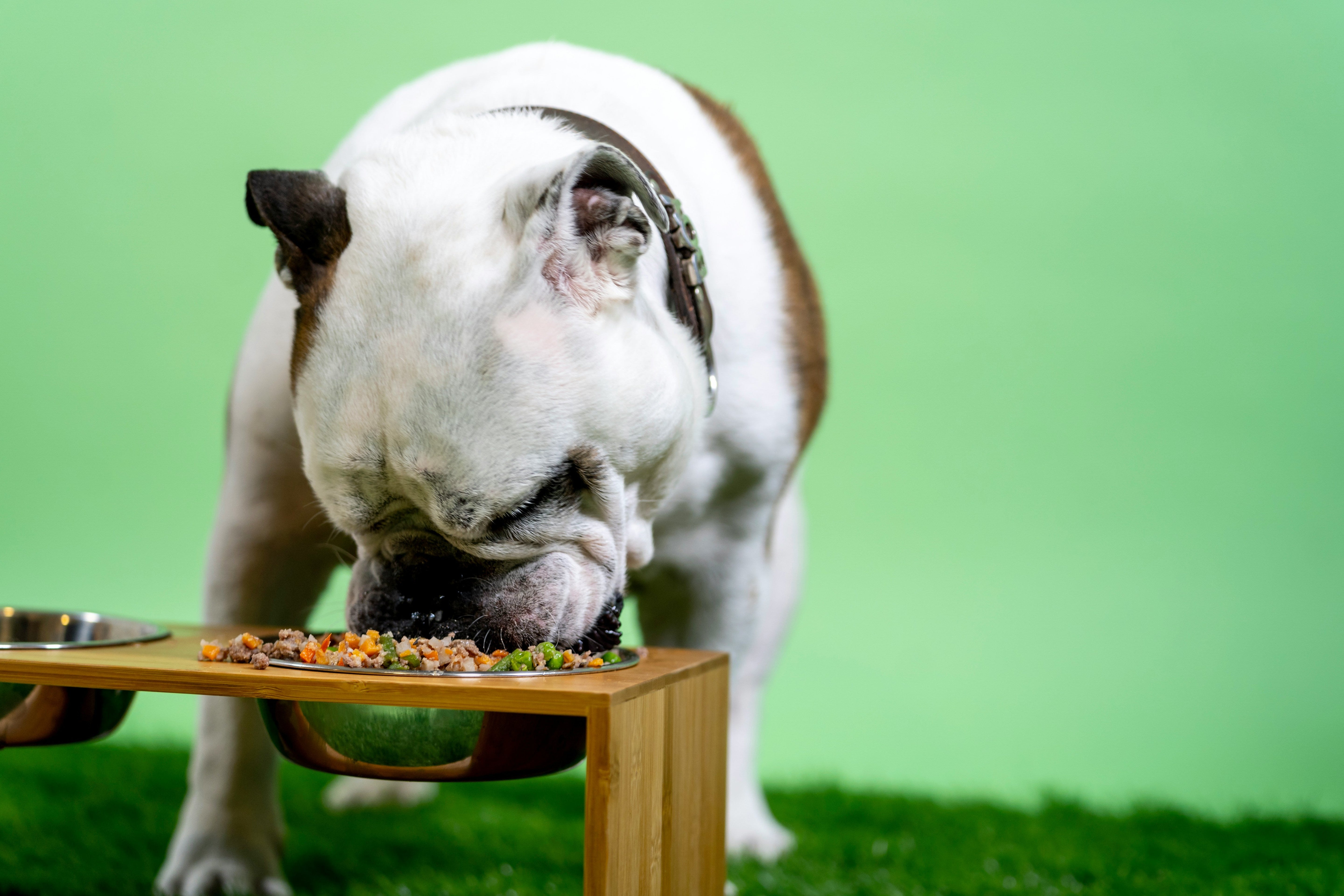 How Much and How Often Should You Feed Your Puppy? A Friendly Guide for New Pet Parents
