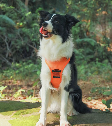 Rover Rituals | WalkEase Pro | All in one dog harness & leash