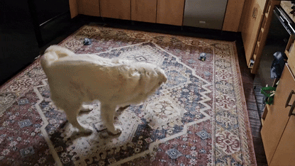 ChaseMate™ Automatic Remote Control Dog Chase Toy