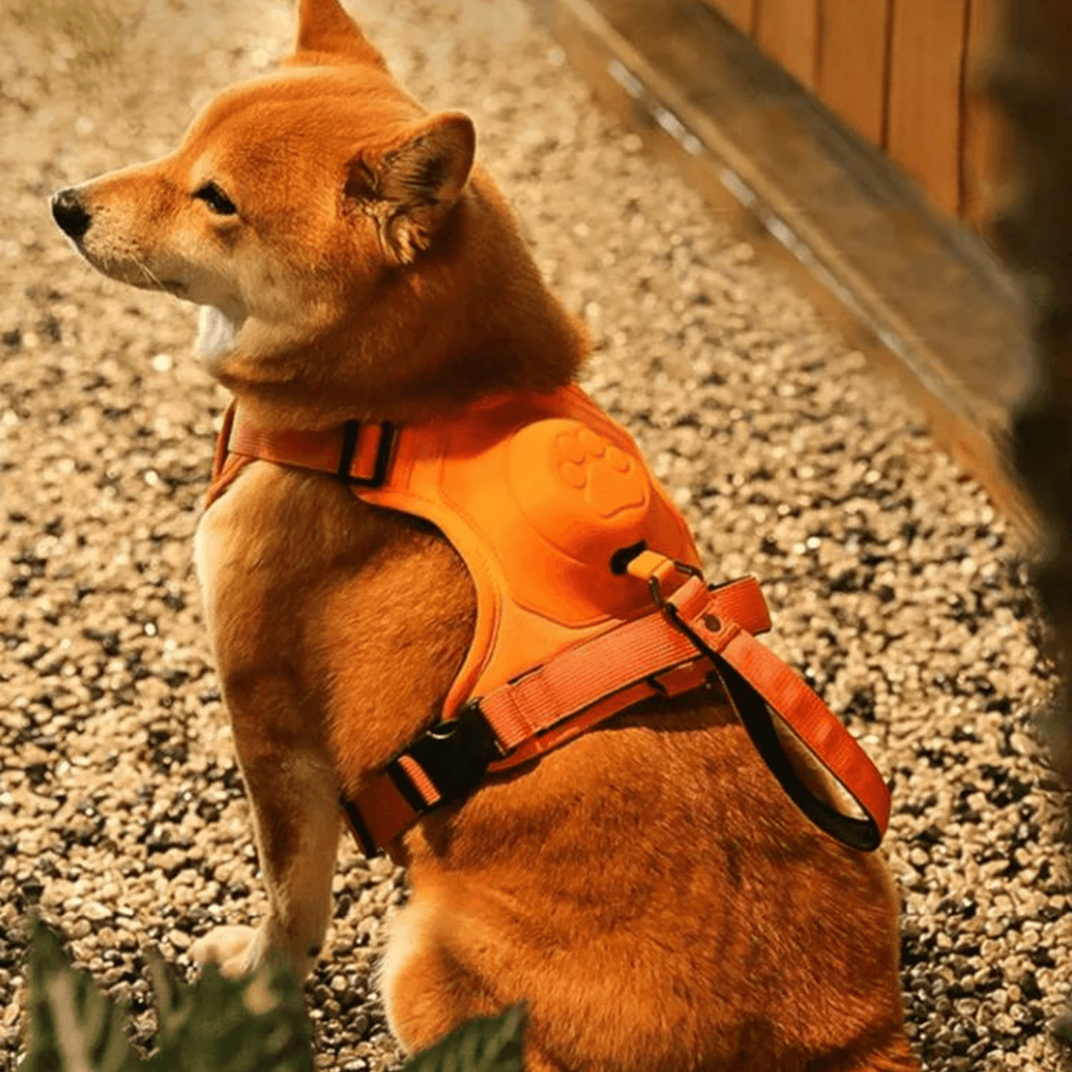 Rover Rituals | WalkEase Pro | All in one dog harness & leash