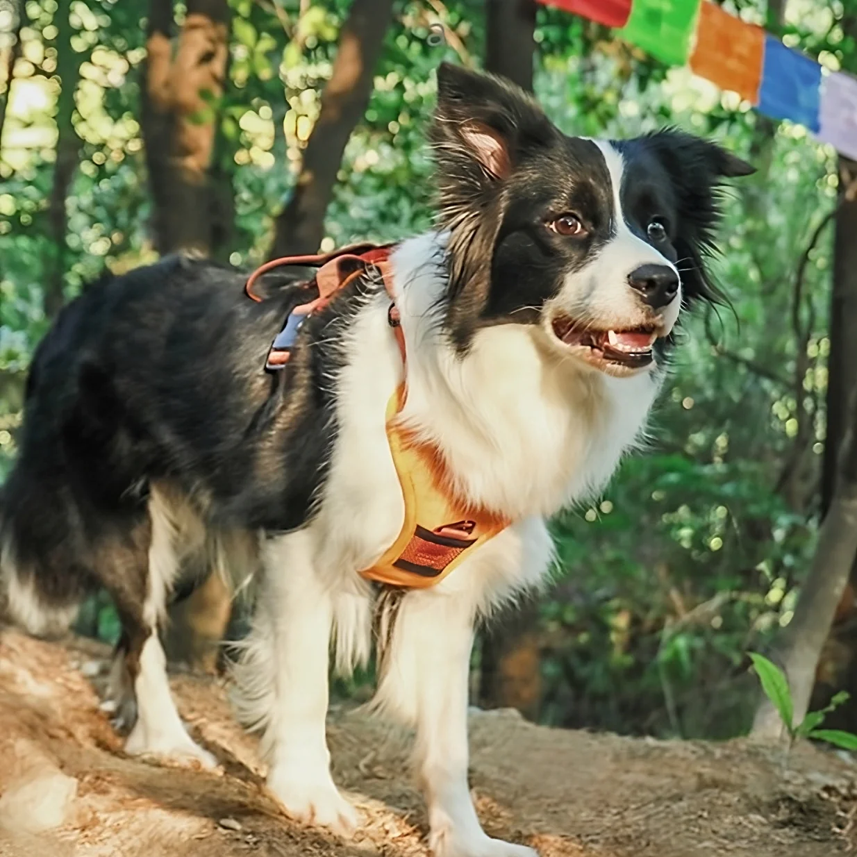 Rover Rituals | WalkEase Pro | All in one dog harness & leash