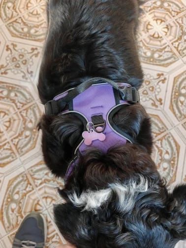 No Pull reflective dog harness