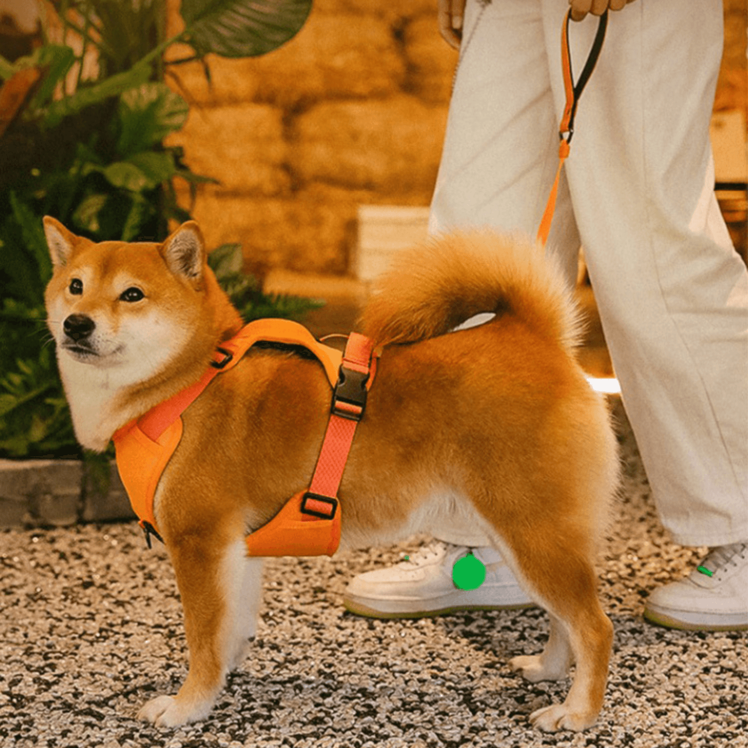 Rover Rituals | WalkEase Pro | All in one dog harness & leash