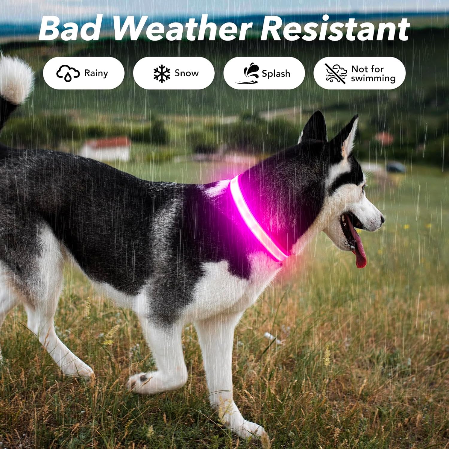 Rover Rituals | SafeShine Collar | Rechargeable glowing LED dog collar for safety night walks