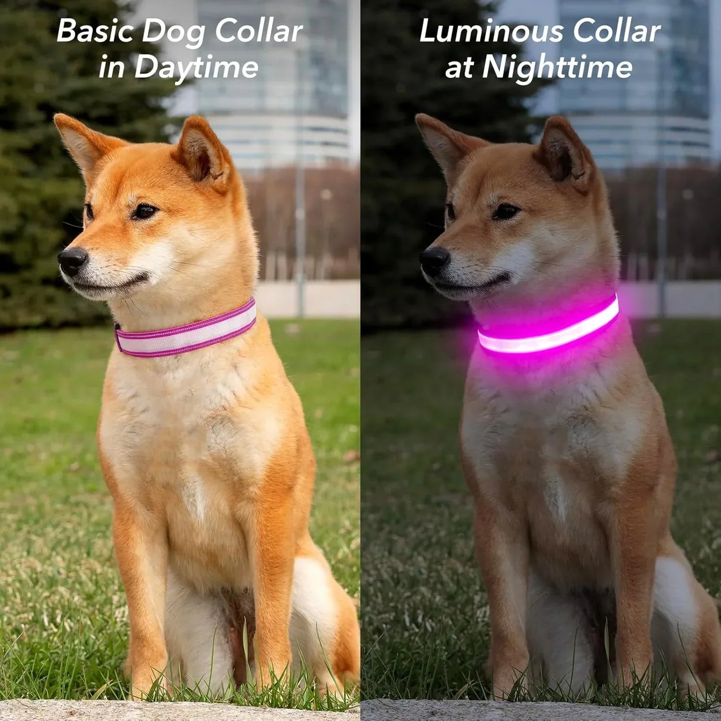 Rover Rituals | SafeShine Collar | Rechargeable glowing LED dog collar for safety night walks