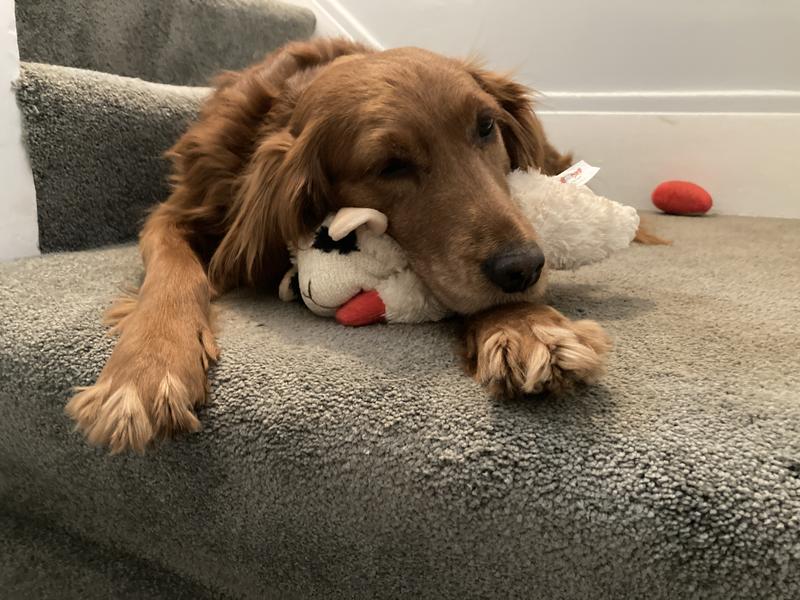 Rover Rituals | Plushy Lamb Buddy | Soft & Squeaky Plush Lamb Chop Dog Toy