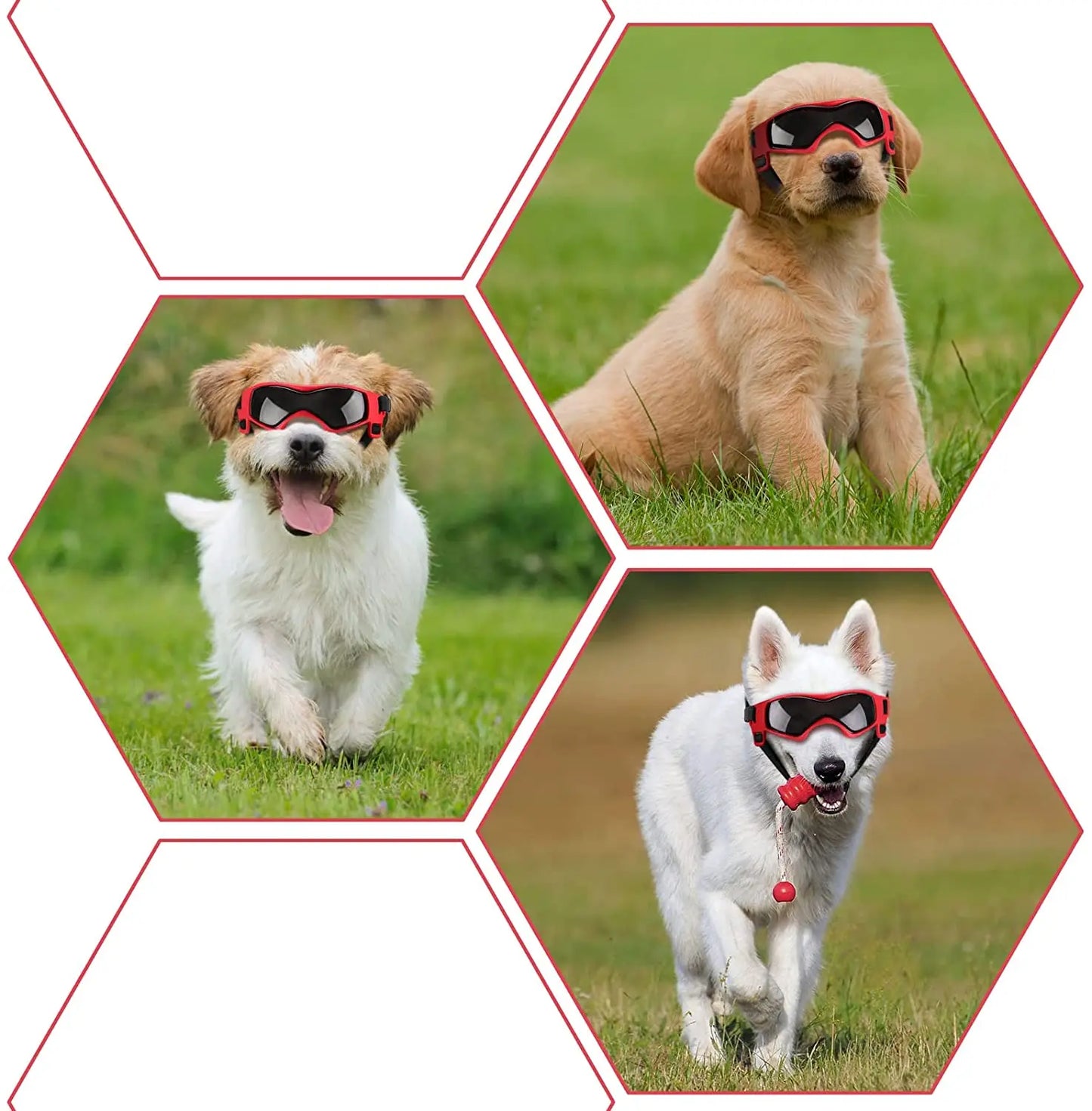Gafas de sol con protección UV para perros al aire libre