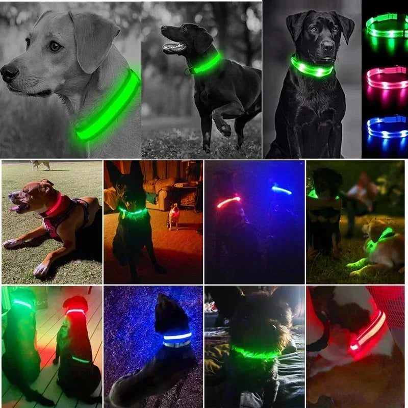 Rover Rituals | SafeShine Collar | Rechargeable glowing LED dog collar for safety night walks