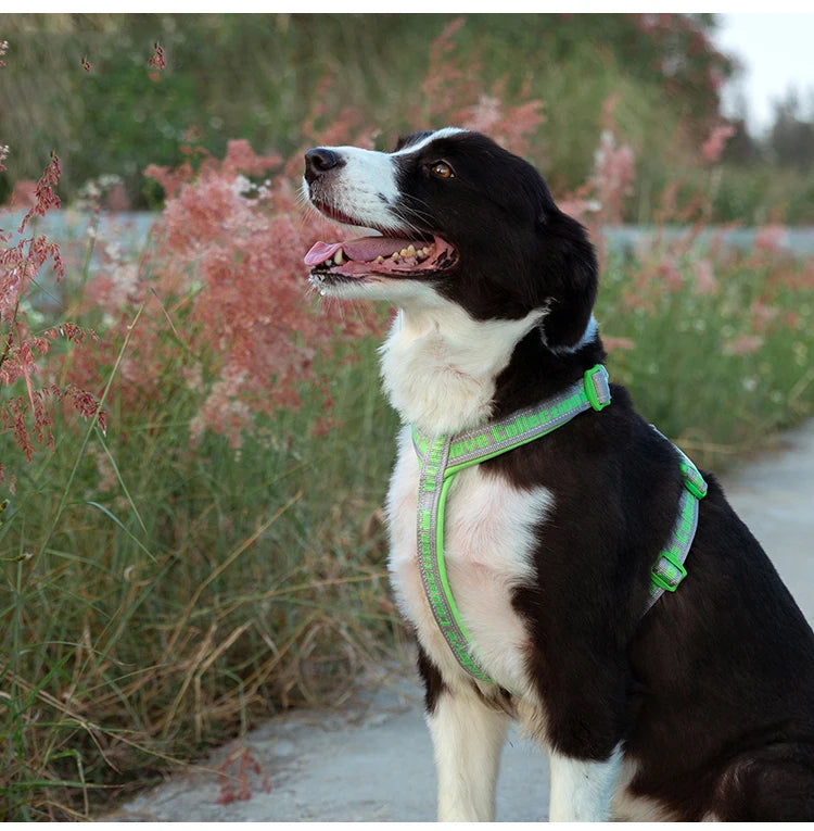 TrueLove Comfort Neoprene Adjustable Reflective Dog Harness