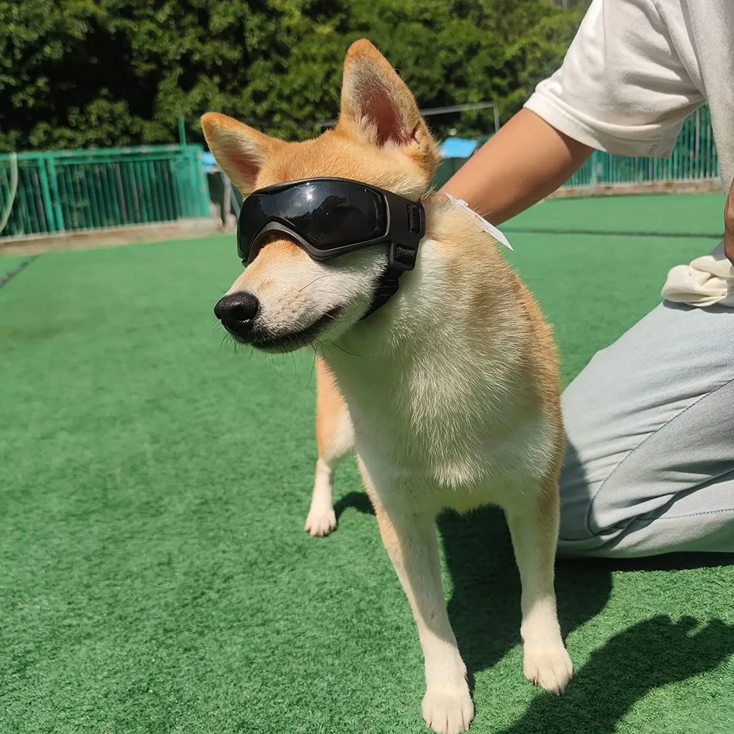 Gafas de sol con protección UV para perros al aire libre