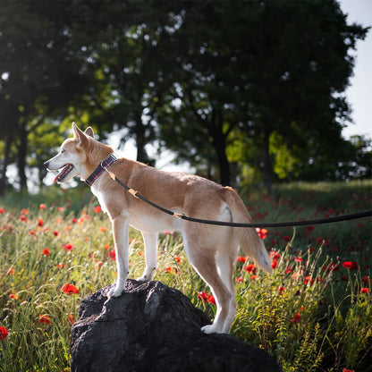 Hands free shoulder strap dog lead leash 2.1m High Quality