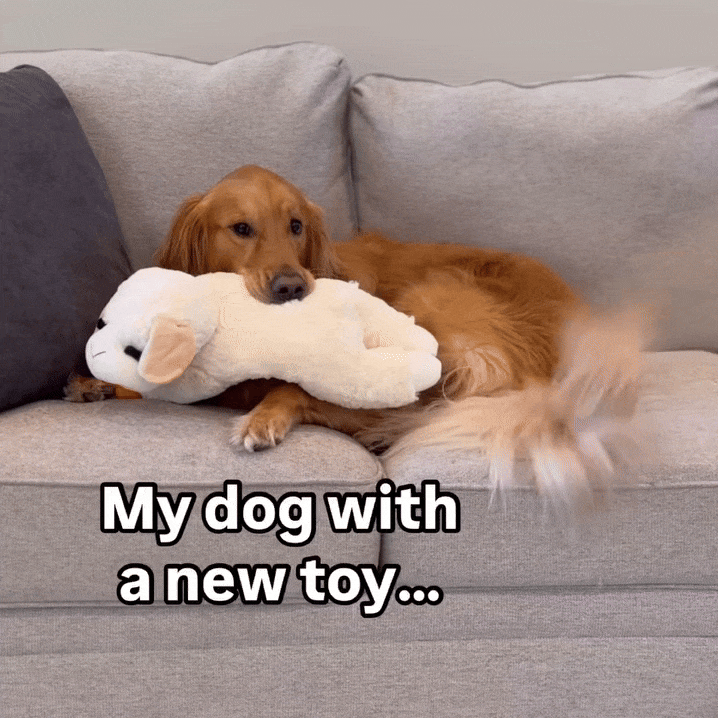 Rover Rituals | Plushy Lamb Buddy | Soft & Squeaky Plush Lamb Chop Dog Toy