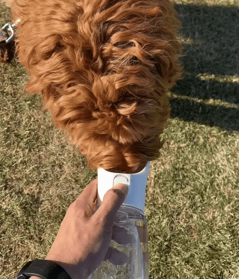AquaPaws Bottle™ | Travel Portable Dog Water Bottle - Rover Rituals