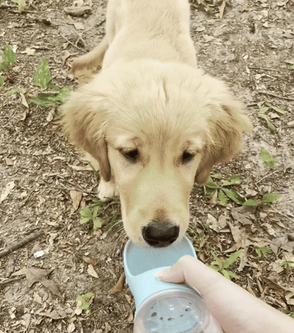 AquaPaws Bottle™ | Travel Portable Dog Water Bottle - Rover Rituals