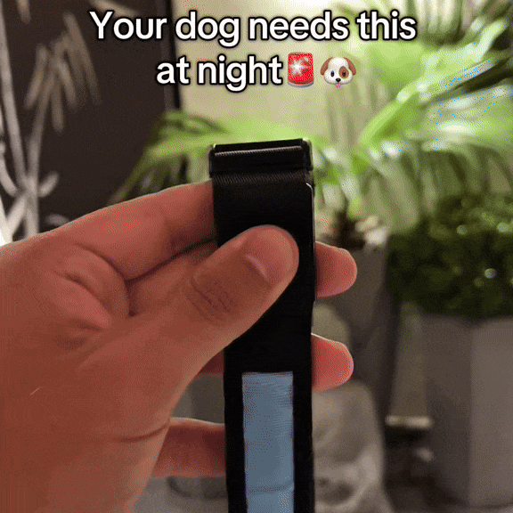 Rover Rituals | SafeShine Collar | Rechargeable glowing LED dog collar for safety night walks