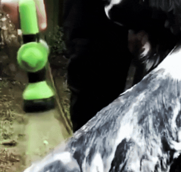 Rover Rituals | Paw Jet | Eco-friendly dog washing tool | Dog Wash Sprayer