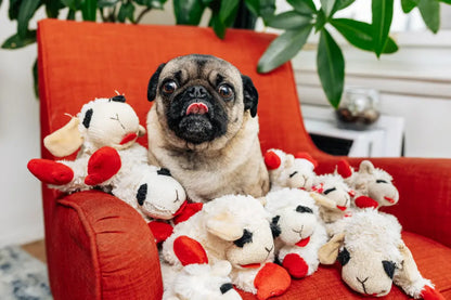 Rover Rituals | Plushy Lamb Buddy | Soft & Squeaky Plush Lamb Chop Dog Toy