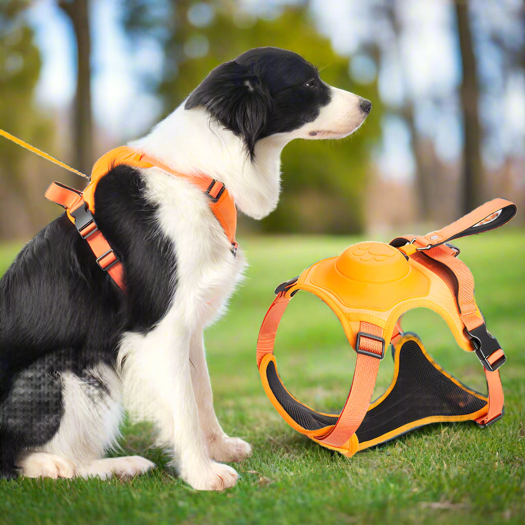 Rover Rituals | WalkEase Pro | All in one dog harness & leash