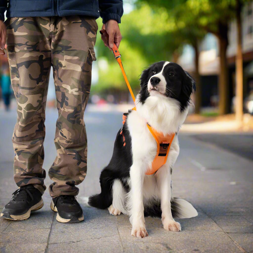 Rover Rituals | WalkEase Pro | All in one dog harness & leash